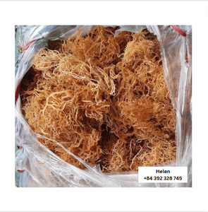 Sin sal, musgo de mar seco dorado, fibra pequeña de alta calidad, Gel silvestre para hacer, 100% Natural de Vietnam - Product Image 5