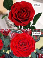 Vente en gros Grade A Eternal Rose Flowers Morthers Day Everlasting Préservé Flower Forever Roses In Glass Dome