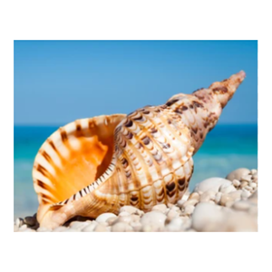 Coquille de trompette du Vietnam océan vietnamien naturel gros coquillages de triton/trompette à vendre coquillages de 99 données d'or - Product Image 1