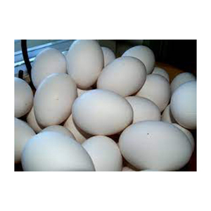 Œufs de poule blancs de qualité 100% naturels en provenance du Brésil, vente en gros, meilleur fabricant, meilleure qualité, prix bas, durée de conservation de 12 mois - Product Image 2