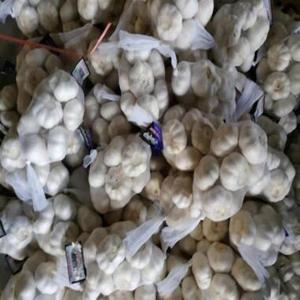 Fresh <b>red</b> garlic <b>bulb</b> Pure white garlic cloves Organic garlic for cooking Premium quality garlic - Product Image 3