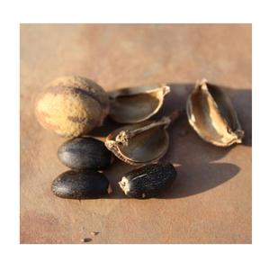 Semillas de Jatropha naturales secas 100% originales a precio al por mayor barato - Product Image 1