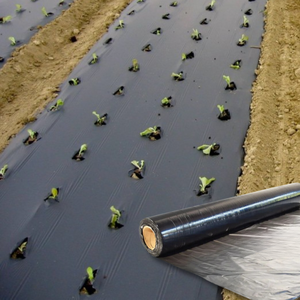 Los más vendidos PE Ani UV Biodegradable Agrícola Negro Plata Plástico transparente Película de mantillo Plástico agrícola - Product Image 3