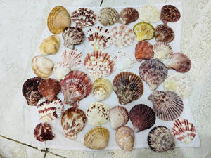 Scallop Shell <b>Natural</b> Decorative Seashell For Coastal Interior Design <b>Craft</b> And Table Display Use - Product Image 4
