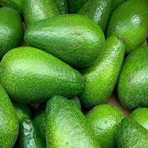 Aguacates Frescos Premium de Vietnam, 100% Libres de Impuestos, con Pulpa Amarilla Cremosa y Semillas Pequeñas - Product Image 4