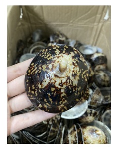 Concha de mar de Lapa pulida al mejor precio para vender del proveedor de Vietnam, cuentas de concha de mar/concha pulida de lactancia - Product Image 4