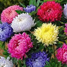 100 pezzi semi di fiori di fragola rari semi biologici Hobby balcone fiore colore misto fiori