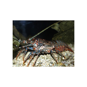 Langosta Espinosa manchada de primera calidad para restaurantes y cadenas de mariscos - Product Image 1