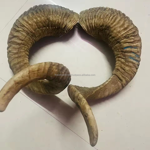 Paire de cornes de bélier polies naturelles - Souvenir de style animal et nautique, corne longue - Product Image 5