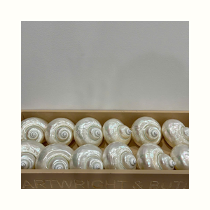 Coquillages naturels Turbo Imperialis appliqués dans la décoration artisanale, la fabrication de bijoux et de produits à base de coquillages - Product Image 6