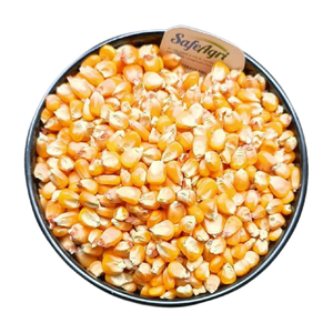 Maïs jaune indien de haute qualité pour l'alimentation des animaux 14% humidité maximale AD couleur jaune séchée maïs de qualité supérieure utilisé comme farine de poisson - Product Image 3