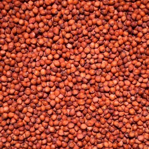 Sorgo Orgánico Seco, Grano Entero, Limpio, Clasificado, Cereal Grueso, Sin Gluten, Grado Alimenticio, Suministro a Granel en Venta - Product Image 4