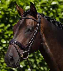 Bridon de cheval en cuir de qualité supérieure, style selle anglaise, design durable pour le dressage, le saut d'obstacles et l'équitation quotidienne - Product Image 1