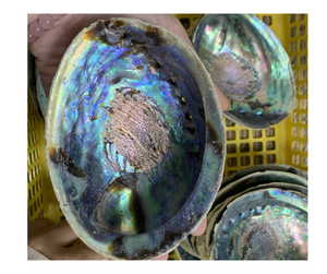 Coquille d'ormeau naturelle de qualité supérieure-Coquille d'ormeau de charme brut cueillie à la main pour la fabrication de bijoux et la décoration intérieure exportée du Vietnam - Product Image 3