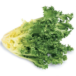 Chicorée d'endives la plus vendue: grossiste en gros d'espèces de légumes à feuilles amères similaires de qualité supérieure - Product Image 4