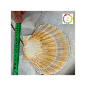 2025 Conchas de mar al por mayor/Conchas de mar naturales Conchas de Vieira de Vietnam Ideal para decoración y artesanía por 99 Gold Data - Product Image 6