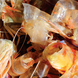 DRY SHRIMP SHELL PROCESSING in SEAFOOD INDUSTRY for ANIMAL FEED - Product Image 1