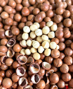 Noix de macadamia fraîches vietnamiennes en vrac, qualité A, brutes, emballées sous vide, marque VIET DELTA - Product Image 1
