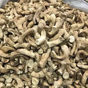 Chất Lượng Cao Khô Nấm <span class=keywords><strong>Shiitake</strong></span> Thân Cây Gỗ Sồi Vàng Nấm Thân Cây <span class=keywords><strong>Shiitake</strong></span> Chân Dày Kết Cấu Xơ Ánh Sáng Màu Nâu - Product Image 1