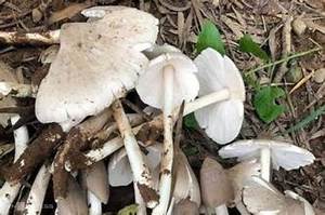 SETA DE TERMITA DE ETIQUETA LIMPIA PURA SECA PARA APOYAR LA SALUD INMUNE Y EL BIENESTAR - Product Image 4