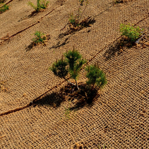 Filet en fibre de coco naturelle du Vietnam, filet tissé en fibre de palmier coco, meilleur prix, géotextile pour l'exportation - Product Image 2