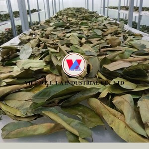 ใบมะนาวแห้งพรีเมียม |   กระบวนการผลิตที่สะอาด |   ผู้ผลิตจากเวียดนาม - Product Image 3