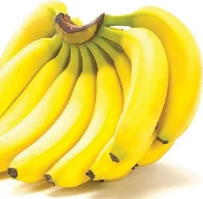 Cavendish de culture biologique, banane, feuille de banane, indonésie, banane verte, cavendish fraîche pour les acheteurs, vente en gros