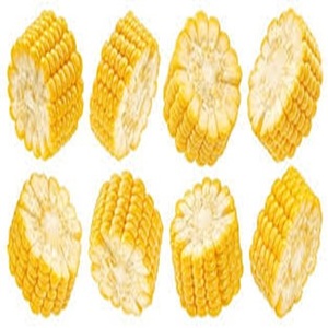 ข้าวโพดสีเหลืองเกรดสดสำหรับการบริโภคของมนุษย์ในราคาปานกลาง - Product Image 2