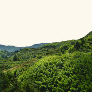 Huile Essentielle Forêt Evergreen 100% Pure Pressée à Froid 30ml Parfum Frais pour la Peau avec Ingrédients de Feuilles d'Oranger - Product Image 1