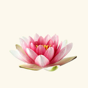 Aceite de Fragancia de Loto Divino, Aceite de Perfume Premium - Product Image 2