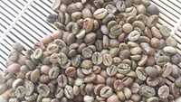 ÉCRAN À CAFÉ ROBUSTA 18 S13-S16-S18 POLI NON LAVÉ/PROPRE/HUMIDE Grains de café de haute qualité Vente en gros Vietnam