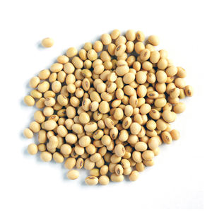 Soja à haute teneur en protéines sans OGM Soja à haute teneur en protéines brutes OGM pour l'exportation Emballage en vrac de style séché - Product Image 2