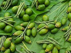 ÉTIQUETTE DE NETTOYAGE DES NOIX ARECA CONGELÉE INGRÉDIENT NATUREL POUR PRODUITS DE SANTÉ À BASE DE PLANTES ET SUPPORT DIGESTIF - Product Image 2