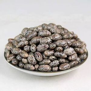 เมล็ดละหุ่ง (Ricinus Communis) สายพันธุ์แบล็คคูมิน วัตถุดิบสมุนไพรธรรมชาติสดใหม่ จากพระนักขอนสิอายุตตา ประเทศไทย - Product Image 1