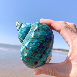 เปลือกหอยเทอร์โบสีเขียวหยกเปลือกหอยเทอร์โบหอยทากเปลือกหอยสำหรับตกแต่งงานแต่งงาน - Product Image 6