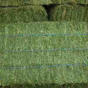 Venta al por mayor de heno de alfalfa para caballos Barato balas de heno de alfalfa para la venta - Product Image 6