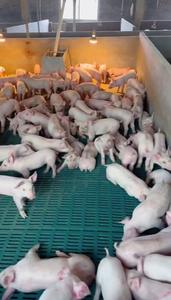 Puesto de parto de cerdas profesional Nueva condición Garantía de 1 año Equipo de cría de animales para el cuidado de cerdos - Product Image 2