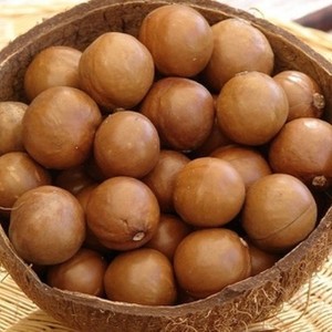 Noix de macadamia de qualité export, noix naturelles de première qualité pour la fabrication alimentaire, les collations et la boulangerie, vente en gros au Vietnam - Product Image 5