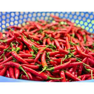 Pimienta de Chile seca fresca de calidad, variedad roja picante directa del fabricante en Vietnam, procesamiento crudo - Product Image 2