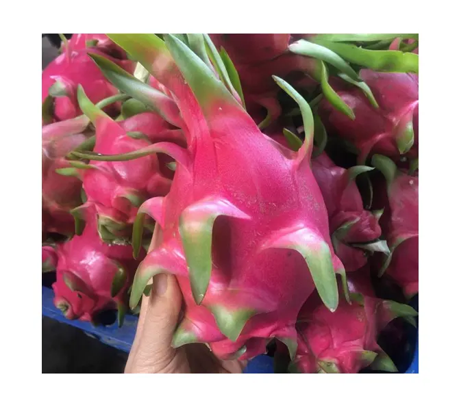 Fresh Dragon Fruit From FARM Origin Vietnam Best Price For Exporting