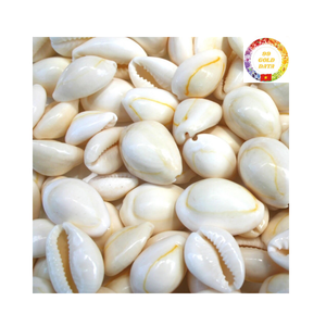 Conchas de cauri blancas secas y limpias de Vietnam, venta al por mayor de conchas marinas de alta calidad para decoración de bodas y arte costero - Product Image 4