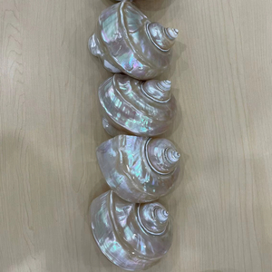 Concha de Turbo Hecha a Mano, Decorativa, Natural, de Vietnam, Opción de Exportación al por Mayor - Product Image 1