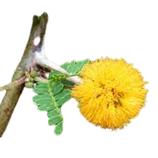 Export Quality Pure Acacia Farnesiana Essential Oil - Product Image 2