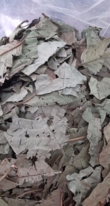 Materia prima seca de hoja de guayaba - Product Image 6