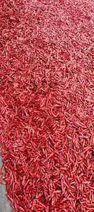 Chile rojo seco de Guntur sin tallo, producto de especias y hierbas de primera calidad, ideal para cocinar, sazonar y uso culinario. - Product Image 3
