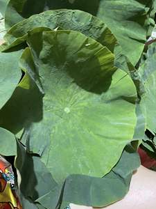 MEILLEUR VENDEUR 2024 DU VIETNAM FEUILLE DE LOTUS DE HAUTE QUALITÉ - Product Image 4