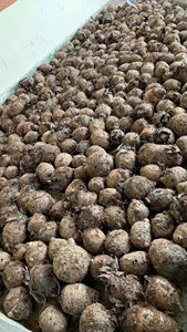 Taro en cubos, rodajas, bloques y trozos: Raíz morada y amarilla pelada, congelada IQF, venta al por mayor de productos orgánicos a granel, empaque personalizado. - Product Image 6