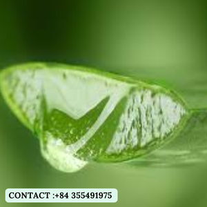 Dados y gelatina de Aloe Vera de alta calidad para bebidas/Mejor precio en el mercado/Sra. Jessi - Product Image 2