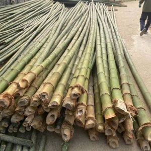 Venta al por mayor de bambú crudo ecológico a granel para exteriores, muebles de Arquitectura de paisaje natural, productos agrícolas de Vietnam - Product Image 2