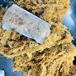 Gel de musgo de mar seco y crudo de alta calidad TAKIMEX, bebida saludable envasada en bolsa seca a través del proceso de secado de anuncios de Vietnam - Product Image 1